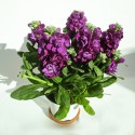 MATTHIOLA INCANA vase 14cm purple