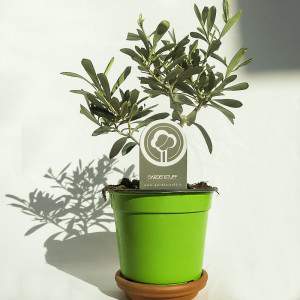 Olive tree or Olea europaea vase