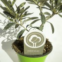 Olivenbaum oder Olea europaea Vase