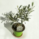 Olivenbaum oder Olea europaea Vase