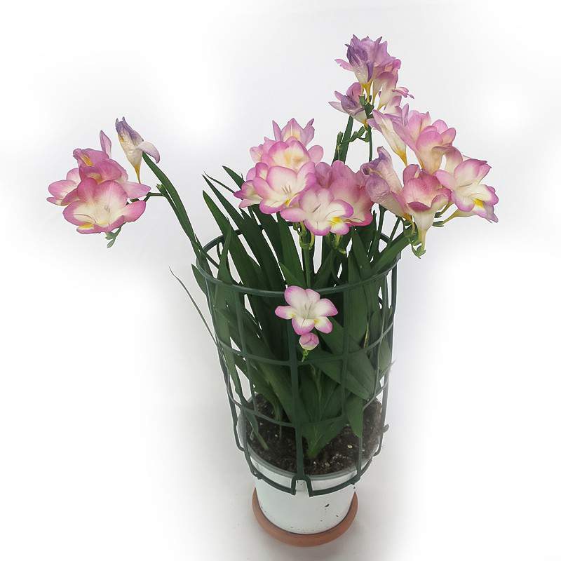 Freesia - Planta bulbosa de Freesia en maceta de 14cm - Gardenclick Freesia - Planta bulbosa de Freesia en maceta de 14cm - Gardenclick