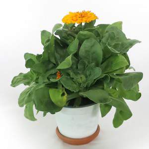 CALENDULA OFFICINALIS VASO 14cm giallo