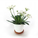 Florero Lewisia 14cm flor blanca
