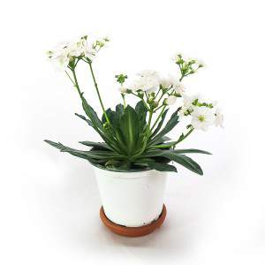Vaso Lewisia flor branca de 14cm