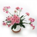 Lewisia vase 14cm pink flower