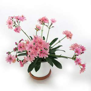 Lewisia vase 14cm pink flower