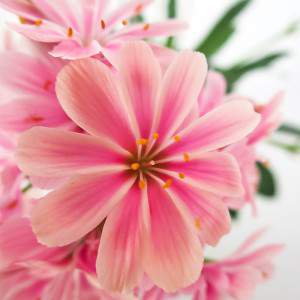 Lewisia vase 14cm pink flower