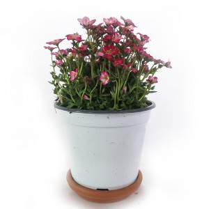 pink saxifrage flower vase 14 cm white