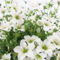 weiße Steinbrechblumenvase 14 cm weiß