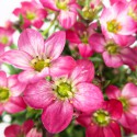 rosa Steinbrech Blumenvase 14 cm weiß