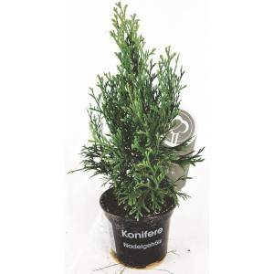 Pianta conifera thuja vaso 9cm