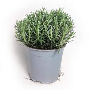 Vaso Helichrysum italicum 14cm