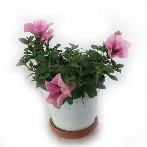 POTUNIA