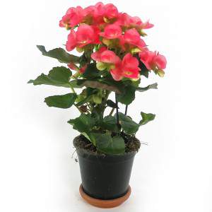 BEGONIA ELATIOR VASE 14 CM rosa