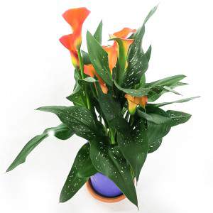 CALLA ZANTEDESCHIA VASE 13cm orange flower