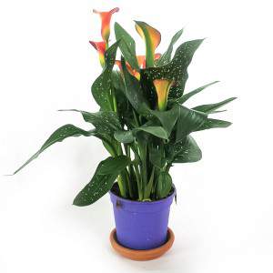 CALLA ZANTEDESCHIA WAZON 13cm pomarańczowy kwiat