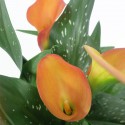 CALLA ZANTEDESCHIA WAZON 13cm pomarańczowy kwiat