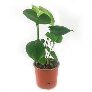 Monstera deliciosa - planta de agujero - hoja de mono