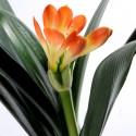 Clivia Miniata-Blume