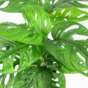 Monstera obliqua - pianta dei buchi - Monkey Leaf