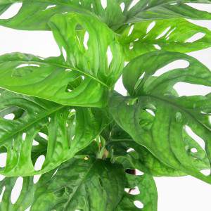 Monstera obliqua - hole plant - Monkey Leaf
