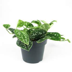 Scindapsus pictus o pothos satinado - Trebie Leaf