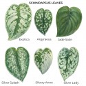 hojas de schindapsus