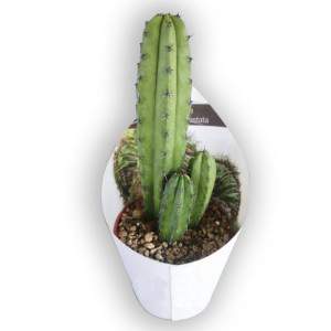 Myrtillocactus geometrizans Vase 10cm