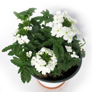 Verbena vase 14cm white