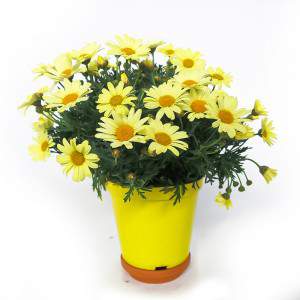 Margherita vaso 14cm gialla