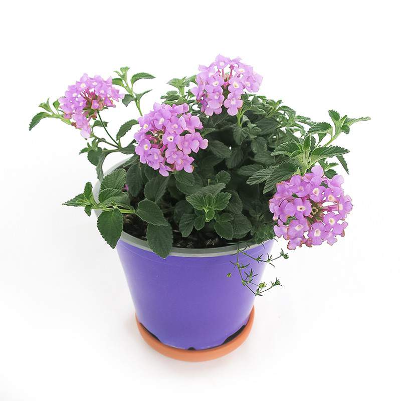 Lantana lilac flower Lantana lilac flower
