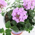 Lantana lilac flower