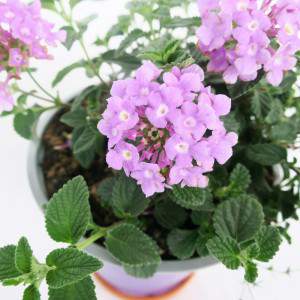 Lantana lilac flower