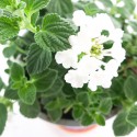Lantana flor branca
