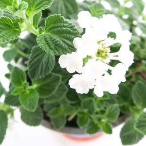 Lantana white flower