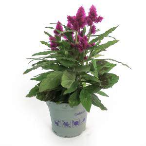 CELOSIA-VASE 12 cm FUCHSIA