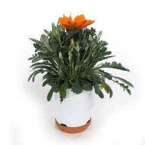 GAZANIA VASE 14cm ORANGE