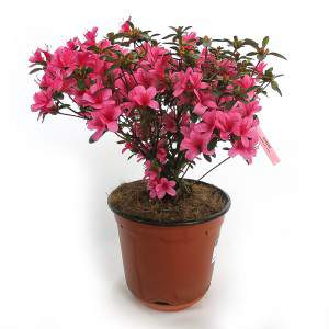 Azalea or Rhododendron - Rose of the Alps