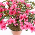 Azalee oder Rhododendron -...
