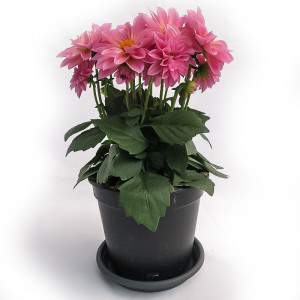 DALIA VASO 14cm ROSA
