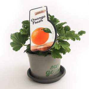 GERANIO orang FRESH VASO 14 cm