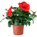 Florero de planta de hibisco rojo 14cm