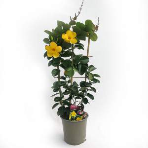 MANDEVILLA SANDERI VASO 17cm