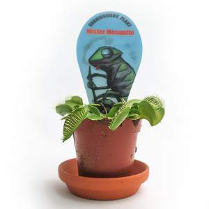 DIONAEA MUSCIPULA PIANTA CARNIVORA vaso 7cm