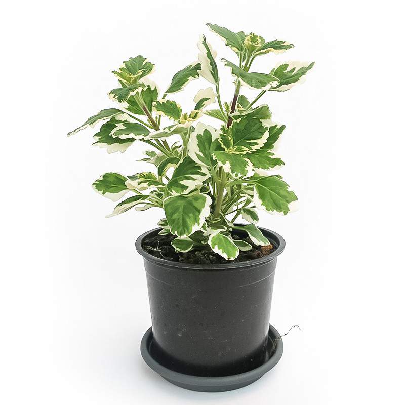 PLANTA DE INCIENSO PLECTRANTHUS - Gardenclick PLANTA DE INCIENSO PLECTRANTHUS - Gardenclick