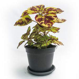 COLEUS VASE 14cm