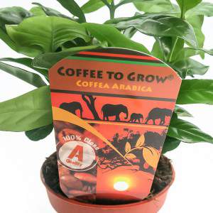 COFFEE PLANT COFFEA ARABICA VASE 12CM