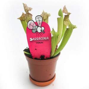 SARRACENIA CARNIVOROUS PLANT VASE 9cm