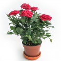 Rosa Amorosa red vase 10cm