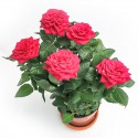 Rosa Amorosa red vase 10cm